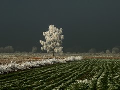frozen tree